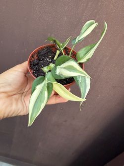 4” Philodendron Rio