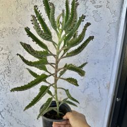 Big Kalanchoe/ Mother Of Millions Plant