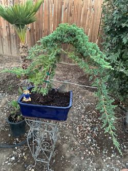 Bonsai Japanese garden Juniper Miyagi style $120 each Bonsai Japanese garden Juniper Miyagi style $120 each