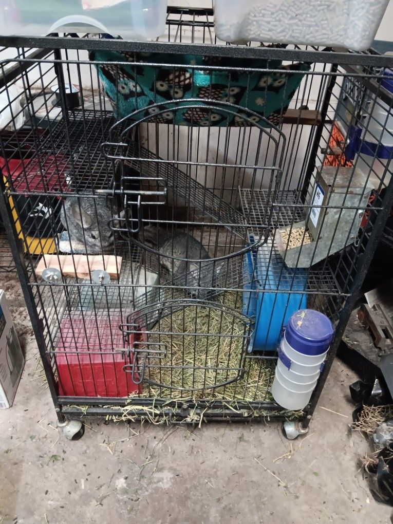 Pair of Chinchillas With Cage