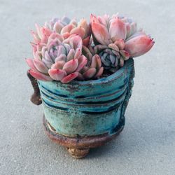 Succulents plants 🪴 （Echeveria isolated star）