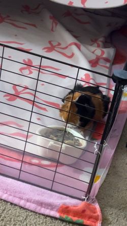 Cage