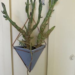 🌵 Hanging Wall Cactus Planter (Eve’s Needle cactus + modern planter)