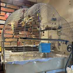 Bird Cage 