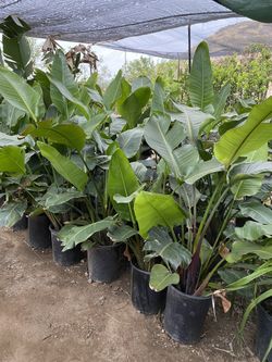 5G Bird Of Paradise / Ave Del Paraiso 5g