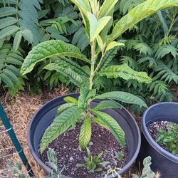 Loquat Tree