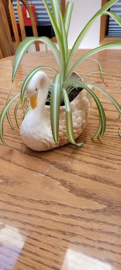 Spider Plant in swan container