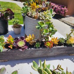 Succulents Arrangement