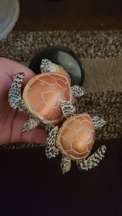 Turtles and Dolphins