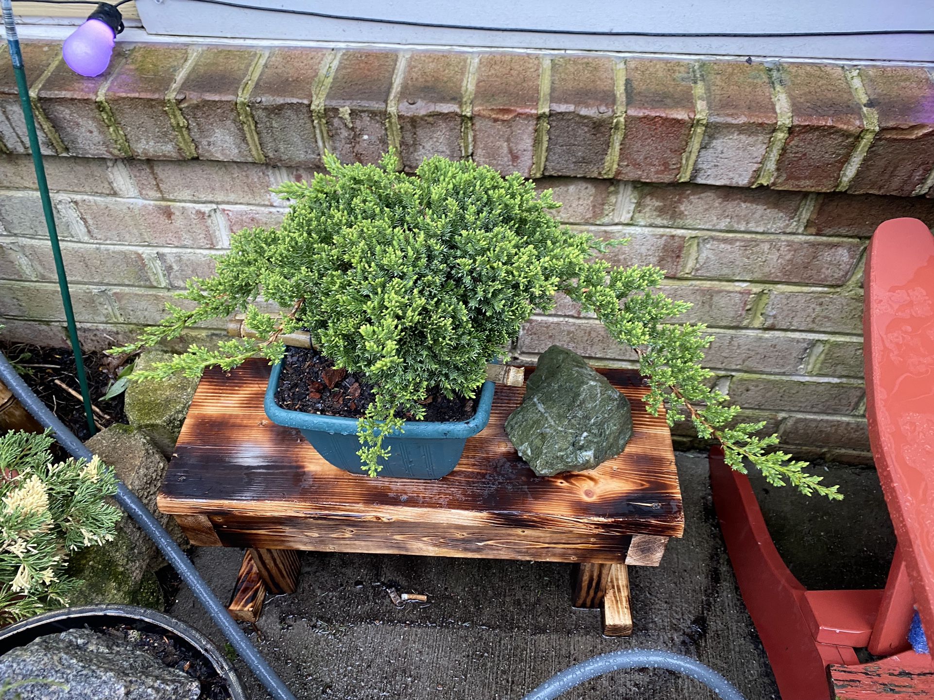 Bonsai Display Stands