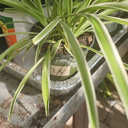 Spider plant
