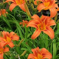 Day lily plants