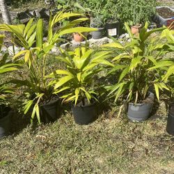 Christmas Palm Tree Clusters - Several Palms In One Bucket 