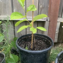 Various Size Persimmons 