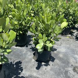 Clusias | Privacy Hedges