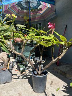 Plumeria
