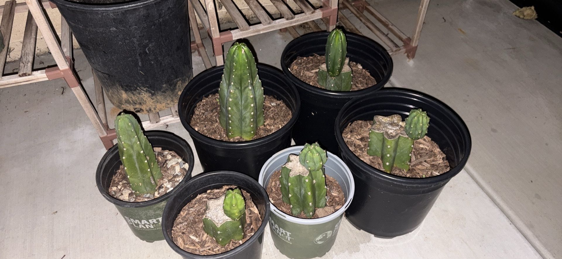 San Pedro Cactus