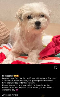 Accepting Donating For My Fur Baby Surgery 🥺