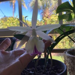 Blooming Brassavola Hybrid Orchid