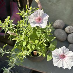 Petunia And Other Perennials In A Ceramic Pot
