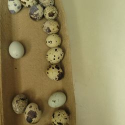 Quail Eggs Celedon And Jumbo Pharaoh 