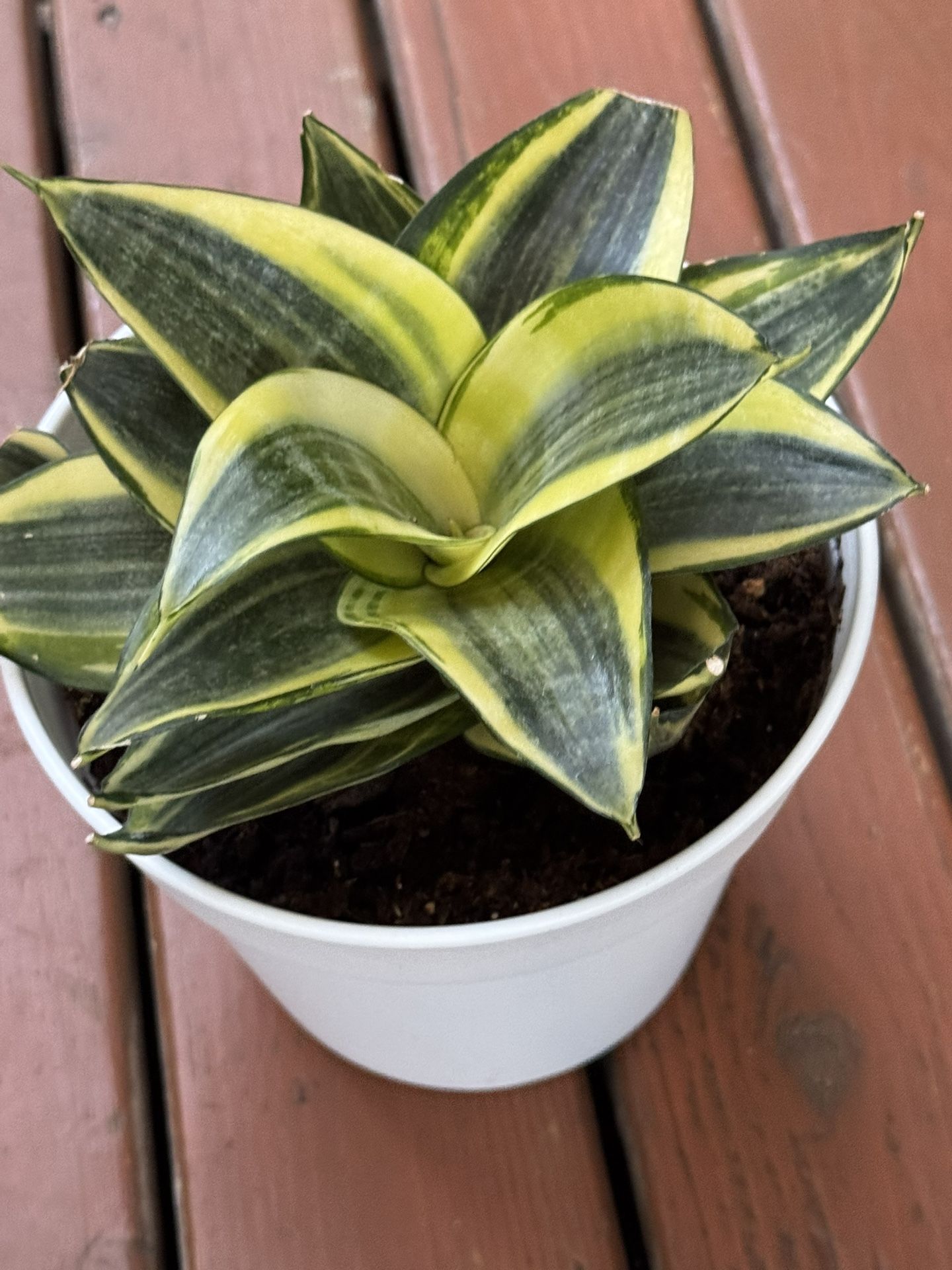 Golden Hahnii Snake Plant