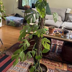 Raphidophora Tetrasperma (Mini Monstera) 