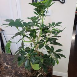 Umbrella Plant 