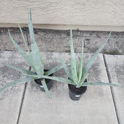 Aloe Plants! ( Medium, Large)