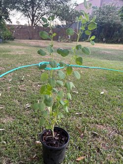 Pápalo plant
