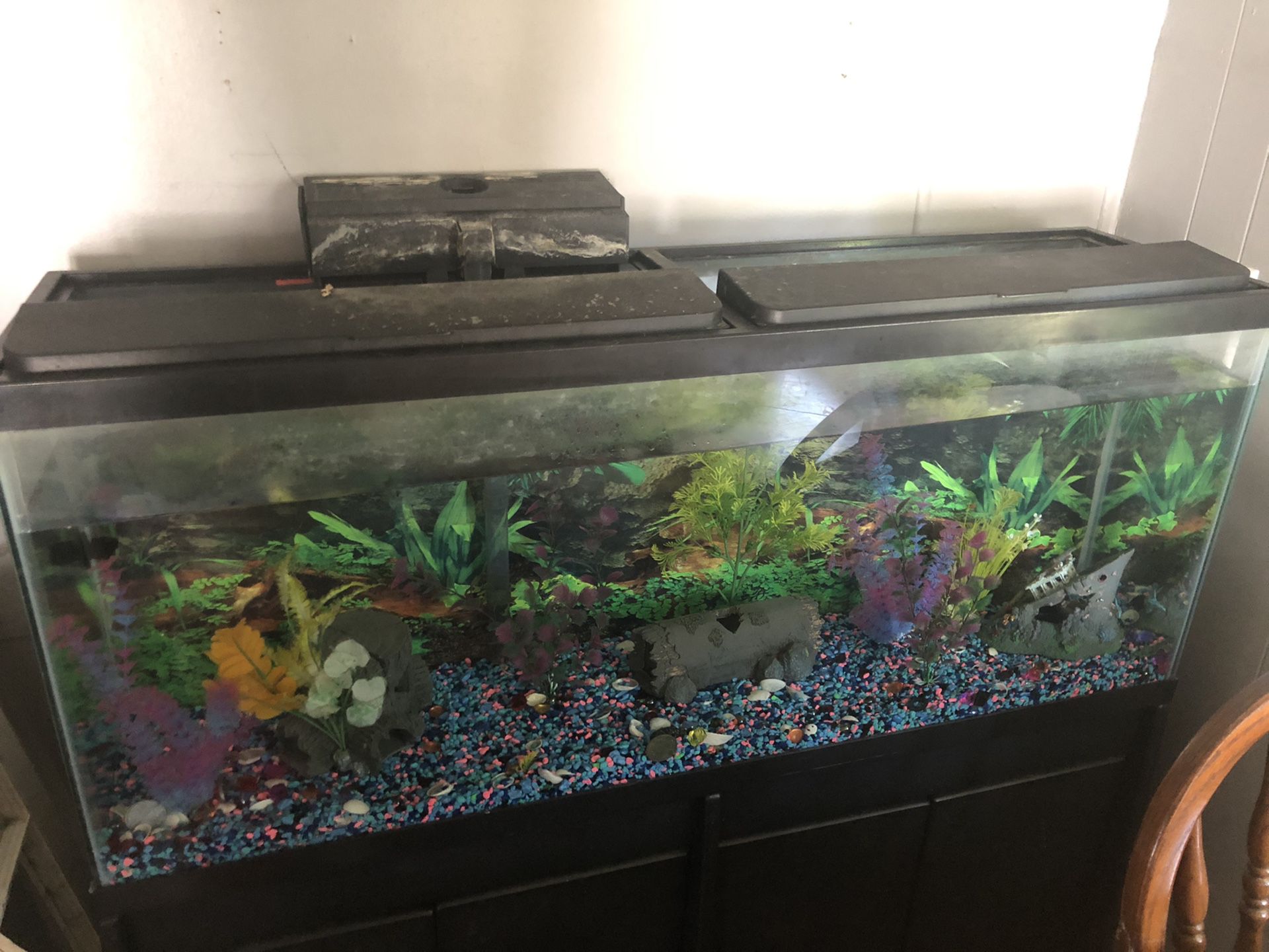 60+ gallon fish tank