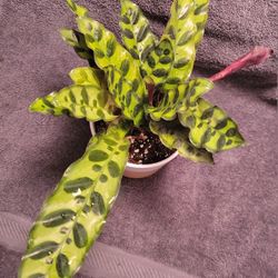 Rattlesnake plant in painted clay pot