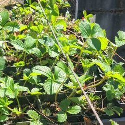 Strawberry Plants 