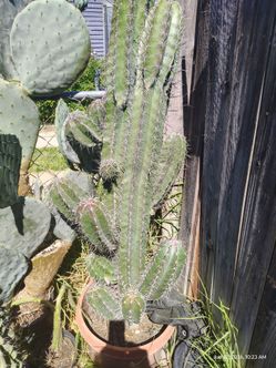 Cactus on sale today
