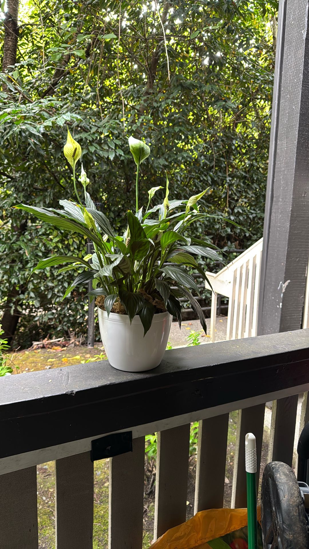 Peace Lily Live Plant