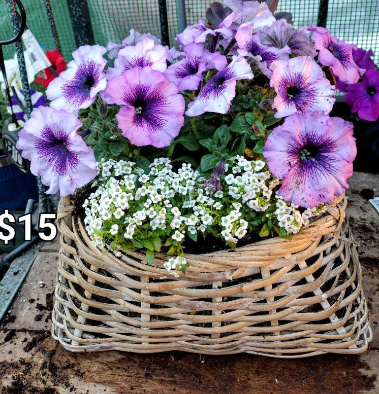$15 Plant Sale! Beautiful Pots N Baskets! 