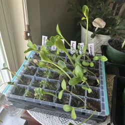 Seedlings 