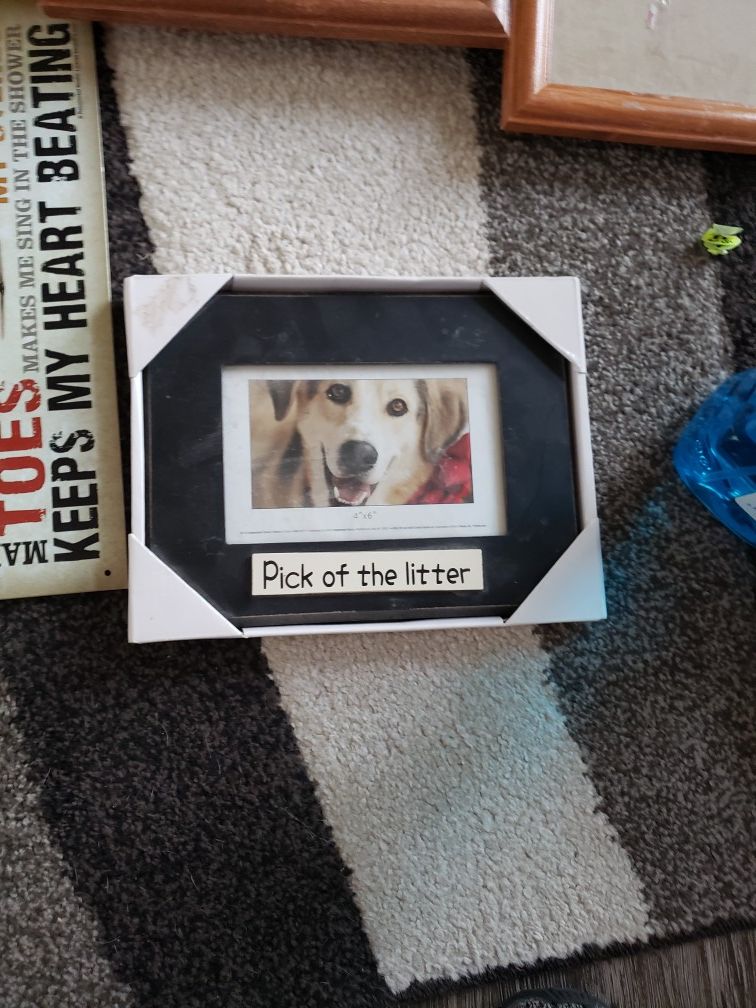 Pick of the litter dog frame