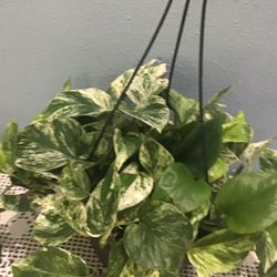 Plant