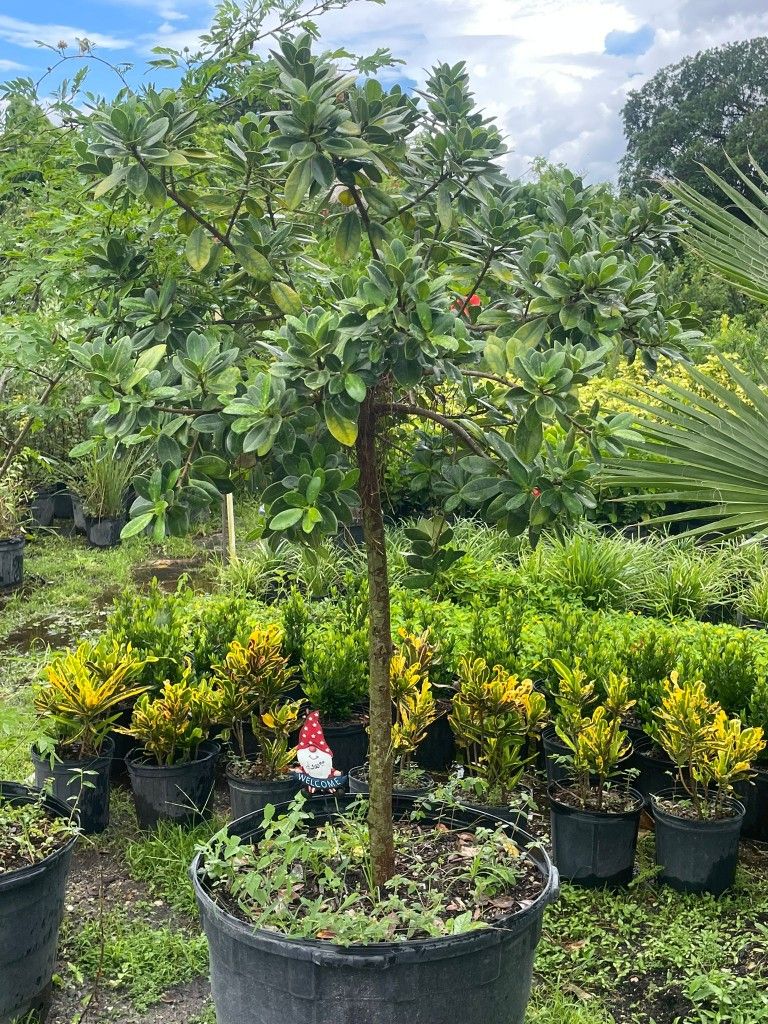 Green Island Tree $200