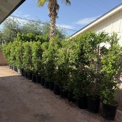 15 Gallon Ficus 