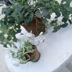 Plants