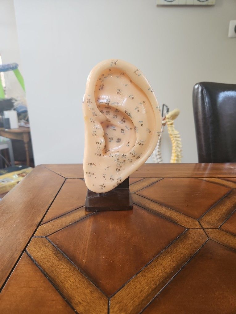 Acupuncture Model: Ear