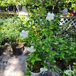 Hibiscus Plant And Flowers 