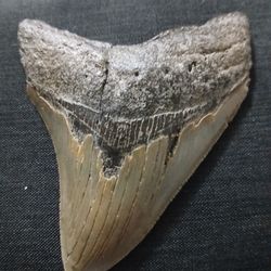 Megladon Tooth 