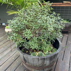 Daphne Bush In Half Wine Barrel 