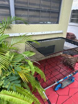 BIG DOG CASE