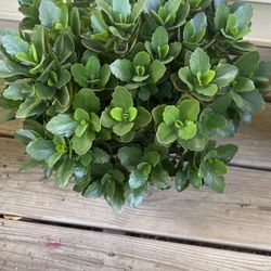 Good Flower For Outside Or Inside 