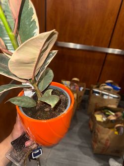 petite flower.