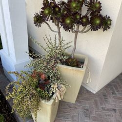 Pots And Succulents 